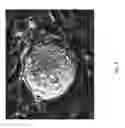 Fig. 05 - GENETIC MODIFICATION OF RATS