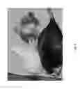 Fig. 07 - GENETIC MODIFICATION OF RATS