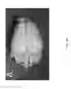 Fig. 09 - GENETIC MODIFICATION OF RATS