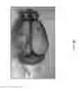 Fig. 10 - GENETIC MODIFICATION OF RATS