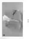 Fig. 13 - GENETIC MODIFICATION OF RATS