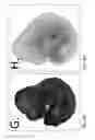Fig. 15 - GENETIC MODIFICATION OF RATS