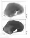 Fig. 16 - GENETIC MODIFICATION OF RATS