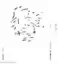 Fig. 20 - GENETIC MODIFICATION OF RATS
