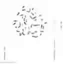 Fig. 22 - GENETIC MODIFICATION OF RATS