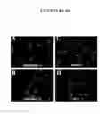 Fig. 09 - Maintenance of genomic stability in cultured stem cells