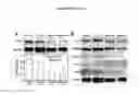Fig. 16 - Maintenance of genomic stability in cultured stem cells