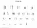 Fig. 27 - Maintenance of genomic stability in cultured stem cells