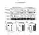Fig. 29 - Maintenance of genomic stability in cultured stem cells