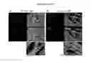 Fig. 32 - Maintenance of genomic stability in cultured stem cells
