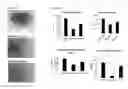 Fig. 03 - Exosomes from clonal progenitor cells