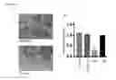 Fig. 11 - Exosomes from clonal progenitor cells