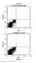 Fig. 13 - Reprogramming of aged adult stem cells