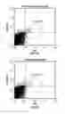 Fig. 14 - Reprogramming of aged adult stem cells
