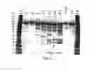 Fig. 03 - DNA POLYMERASES AND MUTANTS THEREOF