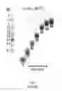 Fig. 02 - Modified template-independent enzymes for polydeoxynucleotide synthesis