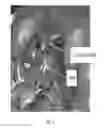 Fig. 05 - Modified template-independent enzymes for polydeoxynucleotide synthesis
