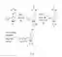 Fig. 10 - Modified template-independent enzymes for polydeoxynucleotide synthesis