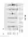 Fig. 100 - CELLULOLYTIC ENZYMES, NUCLEIC ACIDS ENCODING THEM AND METHODS FOR MAKING AND USING THEM