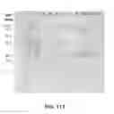 Fig. 114 - CELLULOLYTIC ENZYMES, NUCLEIC ACIDS ENCODING THEM AND METHODS FOR MAKING AND USING THEM