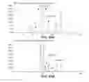 Fig. 96 - CELLULOLYTIC ENZYMES, NUCLEIC ACIDS ENCODING THEM AND METHODS FOR MAKING AND USING THEM