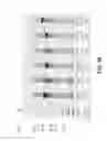 Fig. 99 - CELLULOLYTIC ENZYMES, NUCLEIC ACIDS ENCODING THEM AND METHODS FOR MAKING AND USING THEM