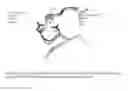 Fig. 12 - NOVEL METALLOPROTEASES