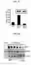 Fig. 03 - COMPOSITION FOR STABILIZING EC-SOD AND METHOD OF STABILIZING EC-SOD USING THE SAME
