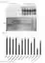 Fig. 12 - CHIMERIC SINGLE-STRANDED ANTISENSE POLYNUCLEOTIDES AND DOUBLE-STRANDED ANTISENSE AGENT