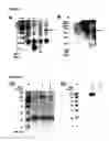 Fig. 02 - Surface display of functional proteins in a broad range of gram negative bacteria