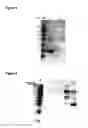 Fig. 04 - Surface display of functional proteins in a broad range of gram negative bacteria