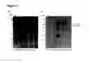 Fig. 09 - Surface display of functional proteins in a broad range of gram negative bacteria