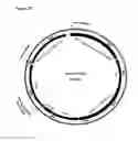 Fig. 22 - Surface display of functional proteins in a broad range of gram negative bacteria