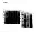 Fig. 26 - Surface display of functional proteins in a broad range of gram negative bacteria