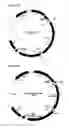 Fig. 30 - Surface display of functional proteins in a broad range of gram negative bacteria