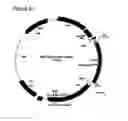 Fig. 31 - Surface display of functional proteins in a broad range of gram negative bacteria