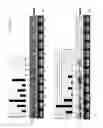 Fig. 02 - Enhanced selective expression of transgenes in fiber producing plants