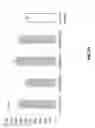 Fig. 23 - Manipulation of glutamine symthetases (GS) to improve nitrogen use efficiency and grain yield in higher plants