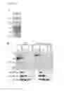 Fig. 06 - ATSP1, AN E3 UBIQUITIN LIGASE, AND ITS USE