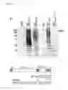 Fig. 16 - ATSP1, AN E3 UBIQUITIN LIGASE, AND ITS USE