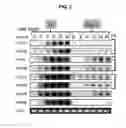 Fig. 04 - PLANTS HAVING INCREASED DESICCATION TOLERANCE, INCREASED DROUGHT TOLERANCE OR INCREASED WATER USE EFFICIENCY