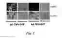 Fig. 02 - -Prom mediated surface expression of avidin/streptavidin