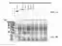 Fig. 08 - PHOTOCATALYTIC HYDROGEN PRODUCTION AND POLYPEPTIDES CAPABLE OF SAME
