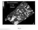 Fig. 19 - COMPOSITIONS AND METHODS FOR IDENTIFYING AND MODIFYING CARBONACEOUS COMPOSITIONS