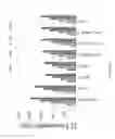 Fig. 07 - Isobutanol production using yeasts with modified transporter expression