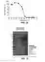 Fig. 11 - PROCESS FOR PRODUCING HIGH GLUCOSE COMPOSITIONS BY SIMULTANEOUS LIQUEFACTION AND SACCHARIFICATION OF STARCH SUBSTRATES