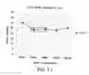 Fig. 15 - Biological specimen collection and transport system