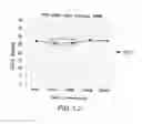Fig. 16 - Biological specimen collection and transport system