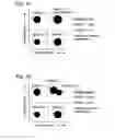 Fig. 10 - MULTIPLEXED DIGITAL ASSAYS WITH COMBINATORIAL USE OF SIGNALS