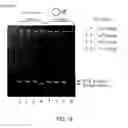 Fig. 18 - PRIMERS AND METHODS FOR THE DETECTION AND DISCRIMINATION OF NUCLEIC ACIDS